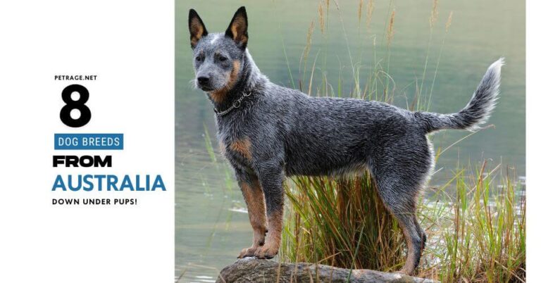 8 unique australian dog breeds – discover australia's finest canine companions petrage (1)