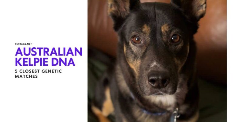 australian kelpie dna 5 closest genetic matches petrage