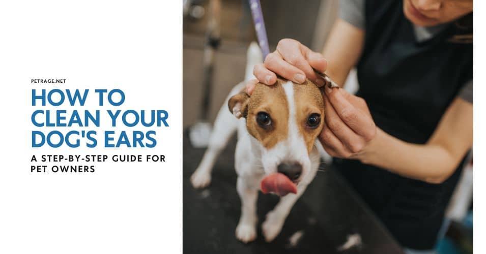 how to clean your dog's ears a step by step guide for pet owners petrage