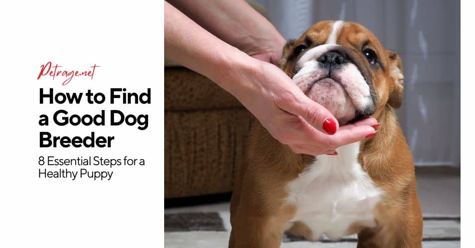 how to find a good dog breeder 8 essential steps for a healthy puppy petrage