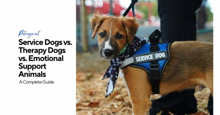 service dogs vs. therapy dogs vs. emotional support animals a complete guide petrage
