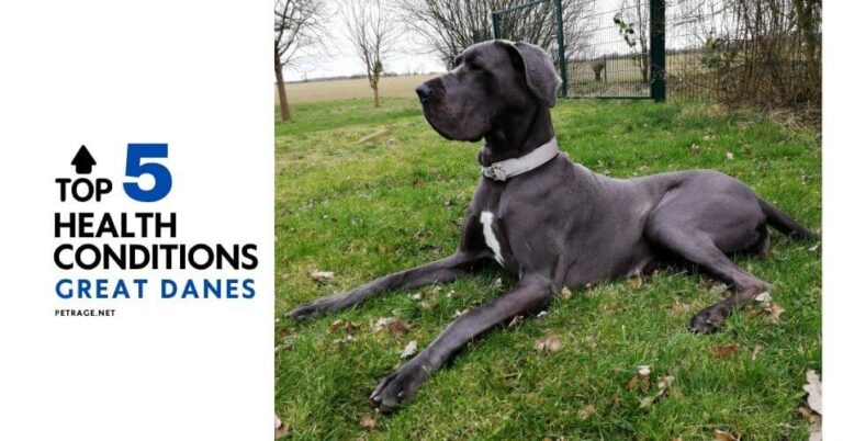the 5 biggest health worries for great danes and what you can do about it petrage (1)
