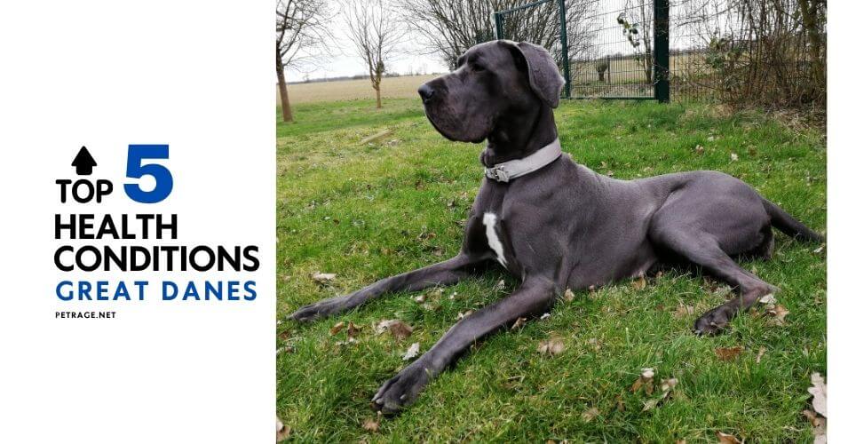 the 5 biggest health worries for great danes and what you can do about it petrage (1)