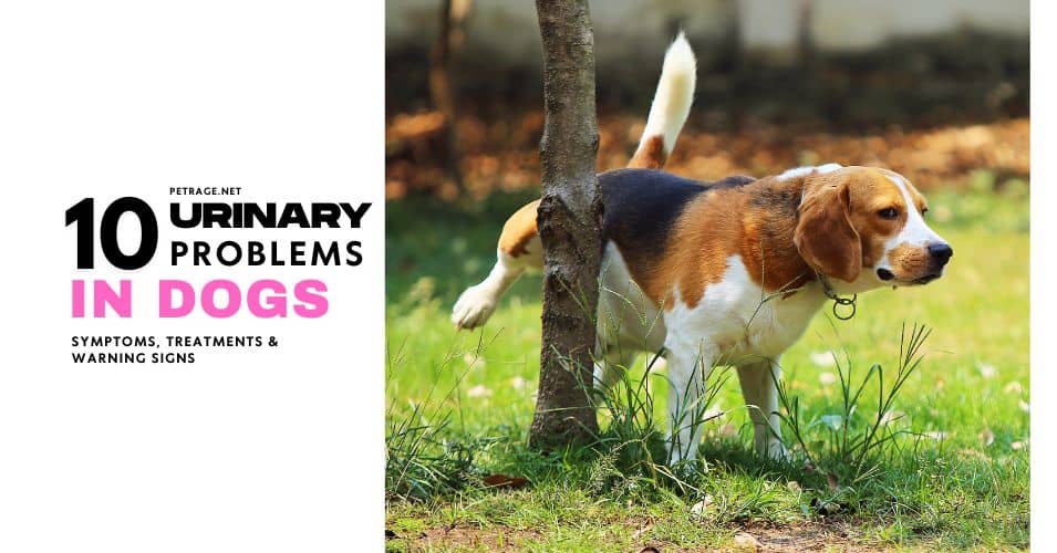 top 10 dog urinary problems symptoms treatments & warning signs petrage
