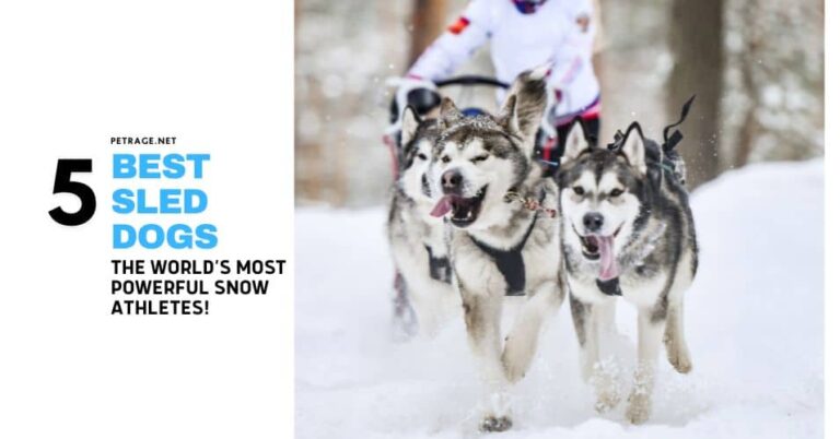 top 5 sled dog breeds meet the world’s most powerful snow athletes petrage