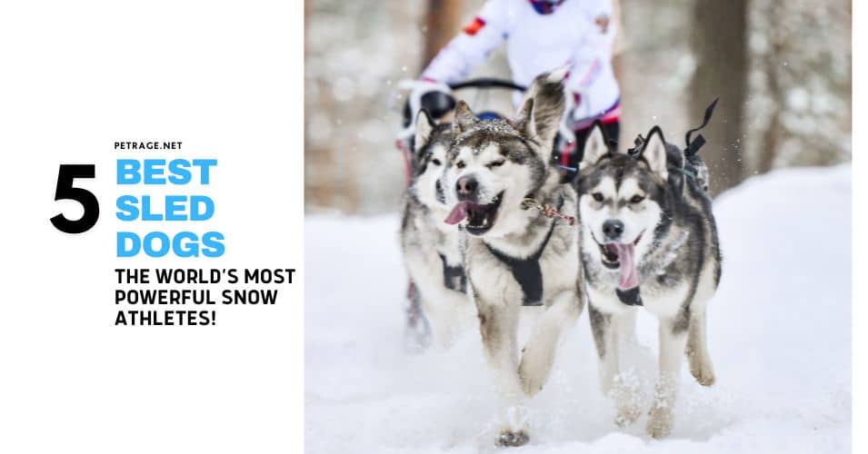 top 5 sled dog breeds meet the world’s most powerful snow athletes petrage
