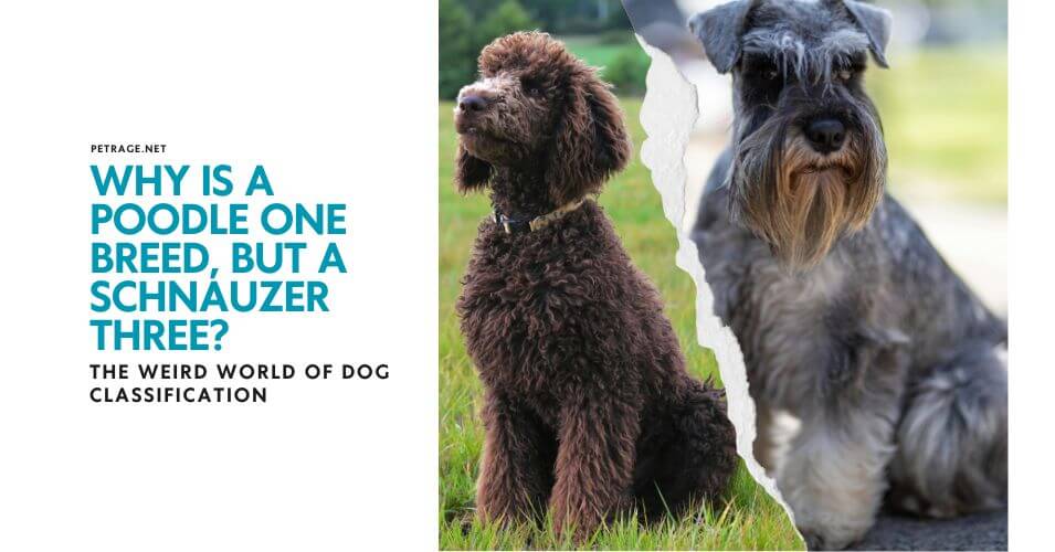 why is a poodle one breed, but a schnauzer three the weird world of dog classification petrage (1)
