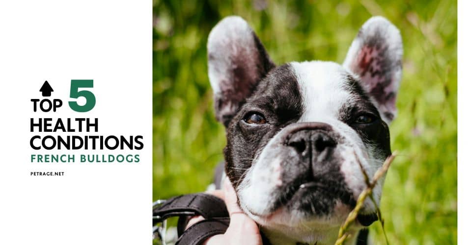 the top 5 health issues in french bulldogs including boas and epilepsy plus tips on prevention petrage