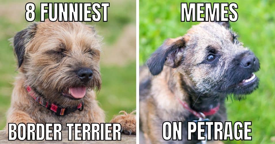 8 funniest border terrier dog memes on petrage