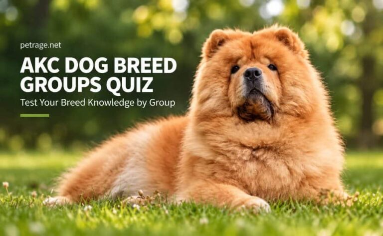 akc dog breed groups quiz petrage