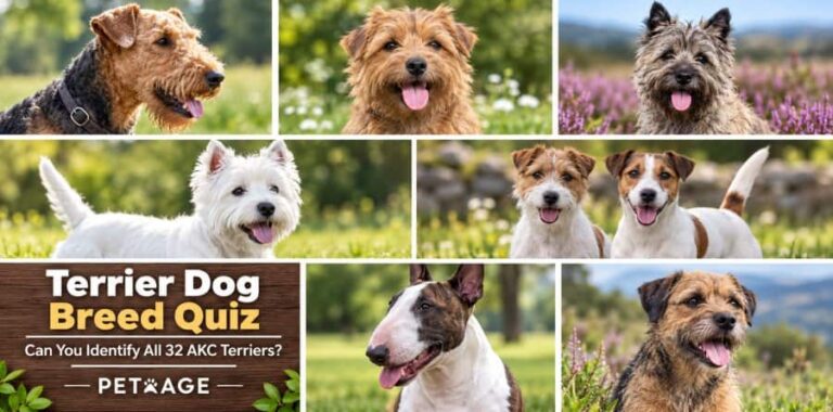 can you identify all 32 breeds in the akc terrier group petrage