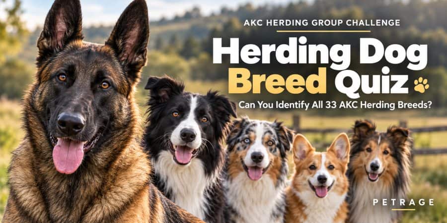herding dog breed quiz can you identify all akc herding breeds petrage