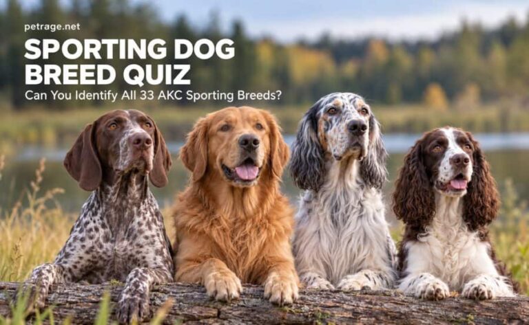 sporting dog breed quiz can you identify all 33 akc sporting breeds petrage