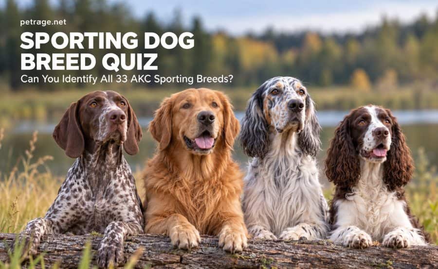 sporting dog breed quiz can you identify all 33 akc sporting breeds petrage