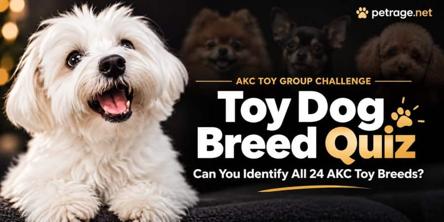 toy dog breed quiz can you identify all 24 akc toy breeds petrage
