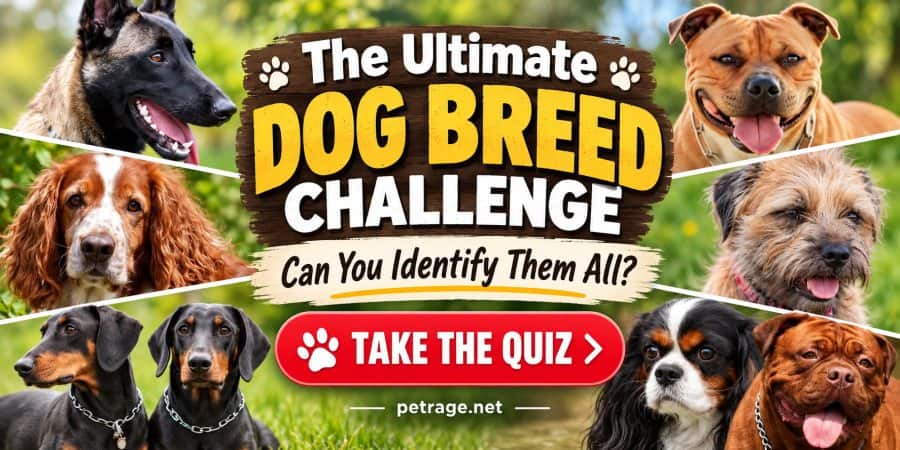 ultimate dog breed identification quiz how long can your streak last petrage