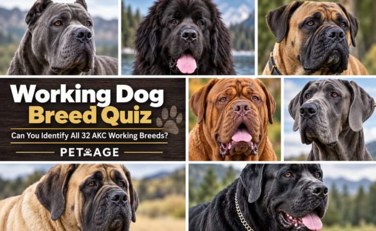 working dog breed quiz can you identify all 32 akc working breeds petrage