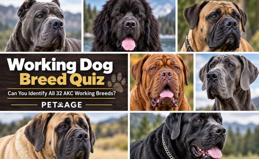 working dog breed quiz can you identify all 32 akc working breeds petrage