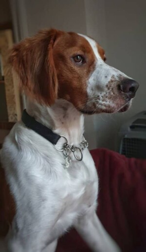 apollo the brittany by henri m