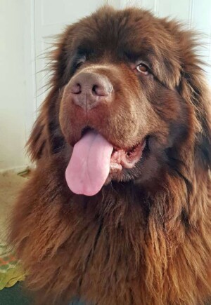 balou the newfoundland pup @balou king (1)