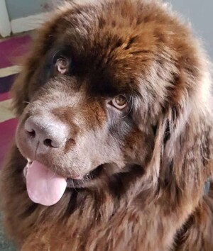 balou the newfoundland pup @balou king (2)
