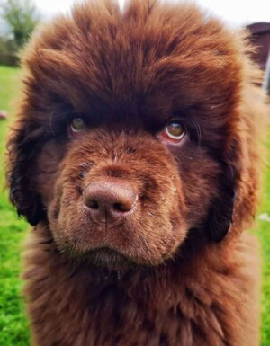balou the newfoundland pup @balou king (3)