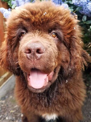 balou the newfoundland pup @balou king (4)