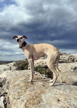 boru the whippet