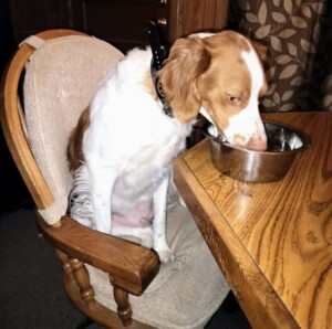 charlie the brittany by yogi dinner time