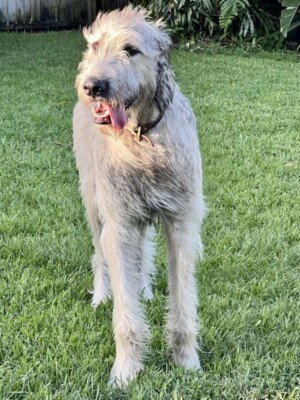 finnegan the irish wolfhound