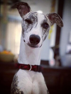 Giving you the Whippet Wink! gravy and sauce by melody