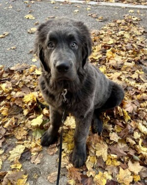 jack the newfie by andrea c