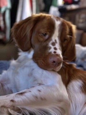 my beautiful brittany by jessica
