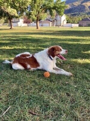 my brittany and the tennis ball