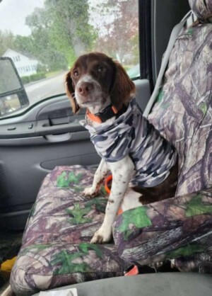 my brittany by max