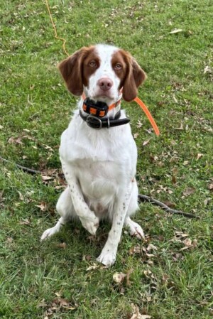 my brittany by mike