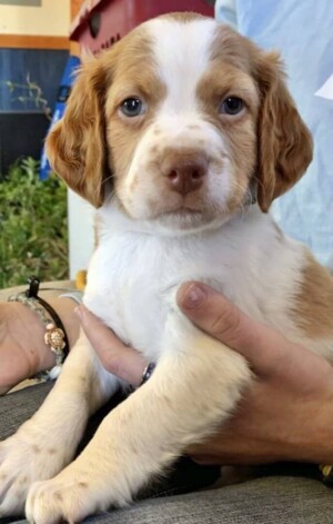 my brittany puppy by reb