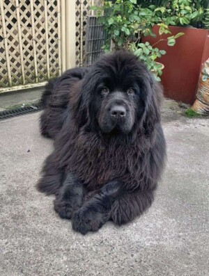 my newfie by amy