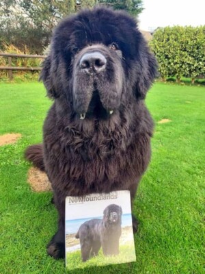 my newfie by claire