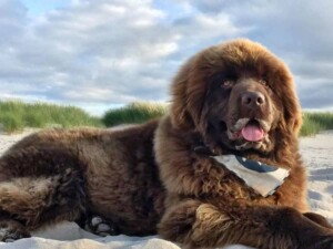 my newfie by hudson