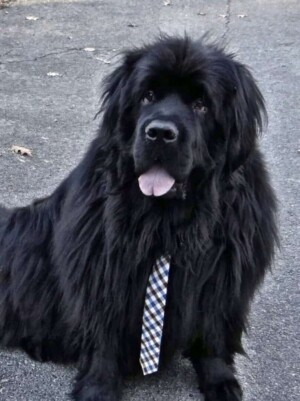 my newfie by judy