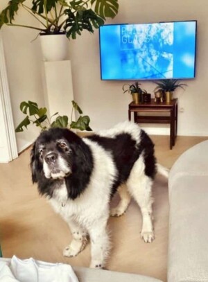my newfie by lore