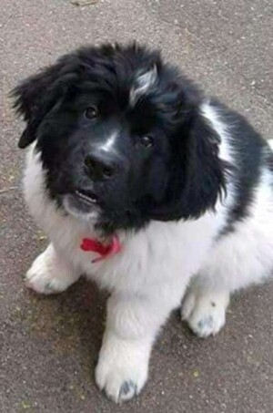 my newfie by luna