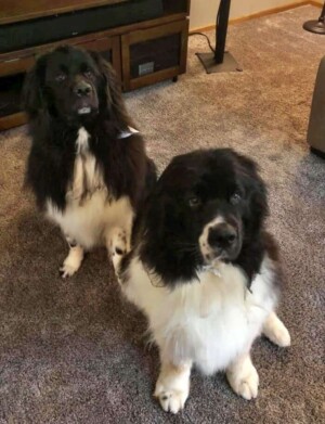 my newfies by thomas o