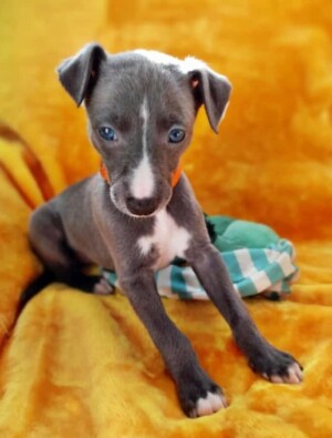my puppy whippet by jill