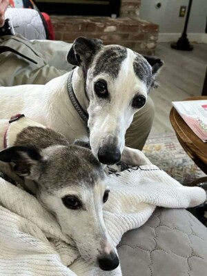 my whippets by ellen j