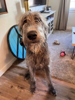 my wolfhound by emily