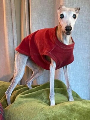 Happy Birthday Baby! penny the whippet is 17