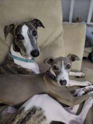 poppy whippet ba by tabatha