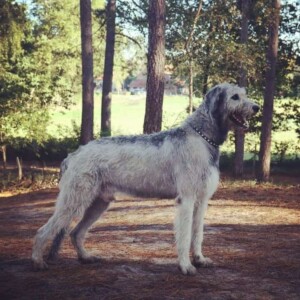 rico the wolfhound 180 pounds by maaike p